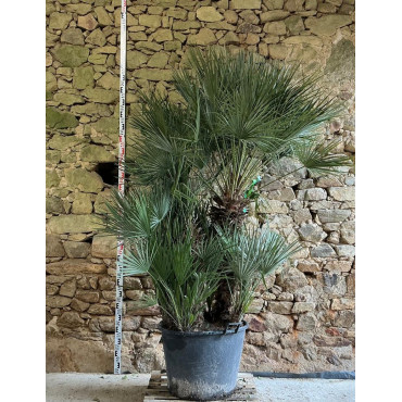 CHAMAEROPS humilis - Palmier nain Pot multi-troncs hauteur 150-200 cm
