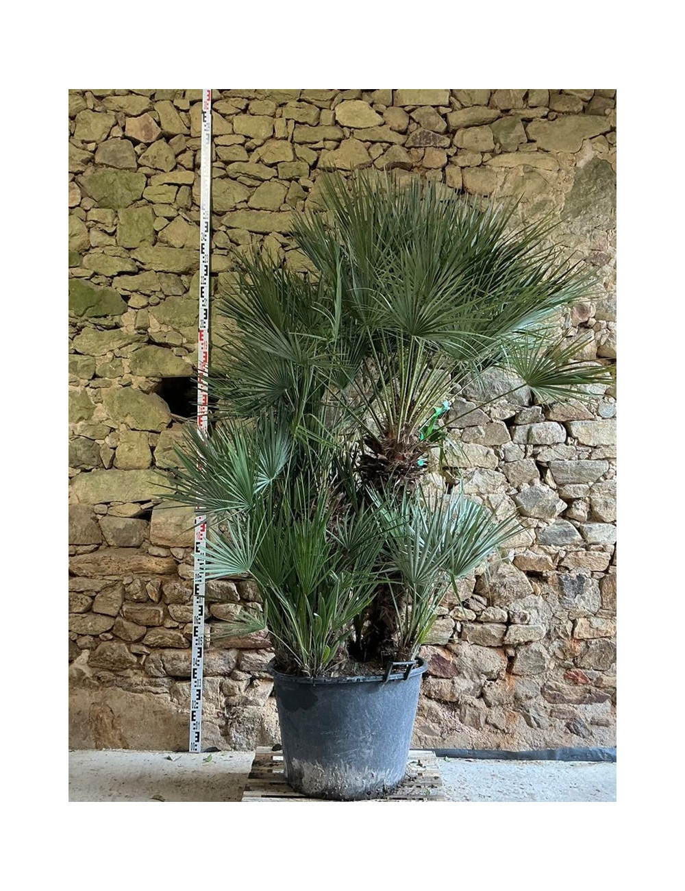 CHAMAEROPS humilis - Palmier nain Pot multi-troncs hauteur 150-200 cm