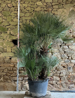 CHAMAEROPS humilis - Palmier nain Pot multi-troncs hauteur 150-200 cm