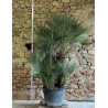 CHAMAEROPS humilis - Palmier nain Pot multi-troncs hauteur 150-200 cm