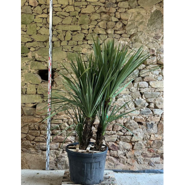 CORDYLINE australis - Cordyline Pot multi-troncs hauteur 150-175 cm