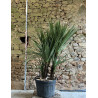 CORDYLINE australis - Cordyline Pot multi-troncs hauteur 150-175 cm