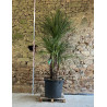 CORDYLINE australis - Cordyline Pot multi-troncs hauteur 200-250 cm