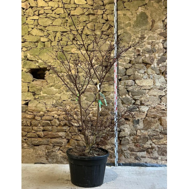 CORNUS controversa - Cornouiller des pagodes Pot buisson hauteur 175-200 cm