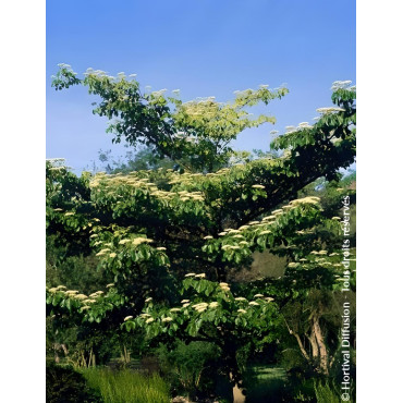 CORNUS controversa - Cornouiller des pagodes