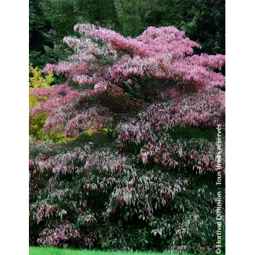CORNUS controversa - Cornouiller des pagodes