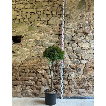CRYPTOMERIA japonica GLOBOSA - Cèdre du Japon nain Pot tige hauteur du tronc hauteur 080-090 cm