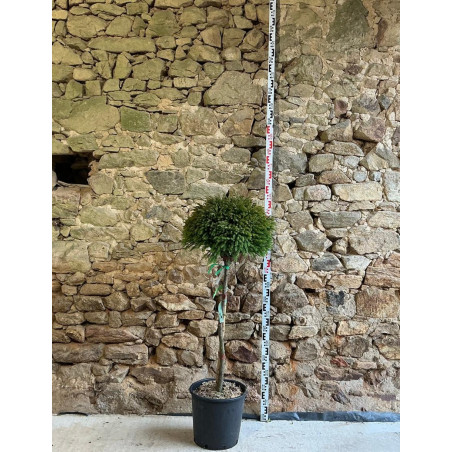 CRYPTOMERIA japonica GLOBOSA - Cèdre du Japon nain Pot tige hauteur du tronc hauteur 080-090 cm