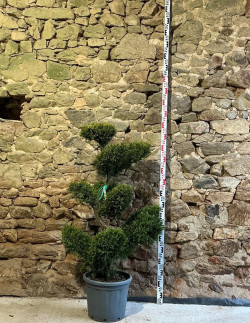 CUPRESSOCYPARIS leylandii CASTLEWELLAN GOLD - Cyprès de Leyland doré Pot bonsaï hauteur 140-160 cm