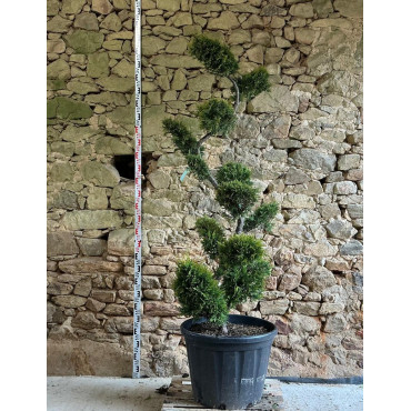 CUPRESSOCYPARIS leylandii CASTLEWELLAN GOLD - Cyprès de Leyland doré Pot bonsaï hauteur 180-200 cm