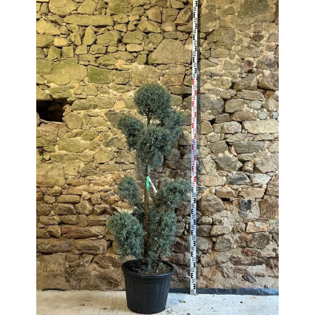CUPRESSUS arizonica FASTIGIATA - Cyprès de l'Arizona fastigié Pot pompons hauteur 140-160 cm