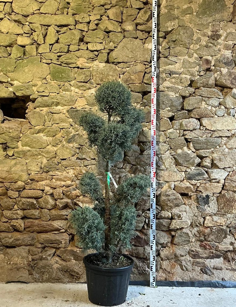 CUPRESSUS arizonica FASTIGIATA - Cyprès de l'Arizona fastigié Pot pompons hauteur 140-160 cm