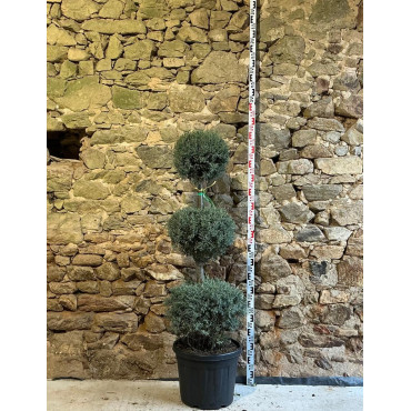 CUPRESSUS arizonica FASTIGIATA - Cyprès de l'Arizona fastigié Pot 3 boules superposées hauteur 140-160 cm