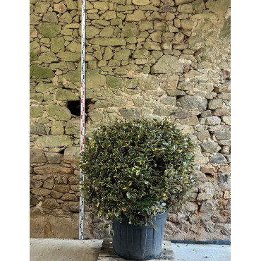 ELAEAGNUS ebbingei VIVELEG® - Chalef panaché