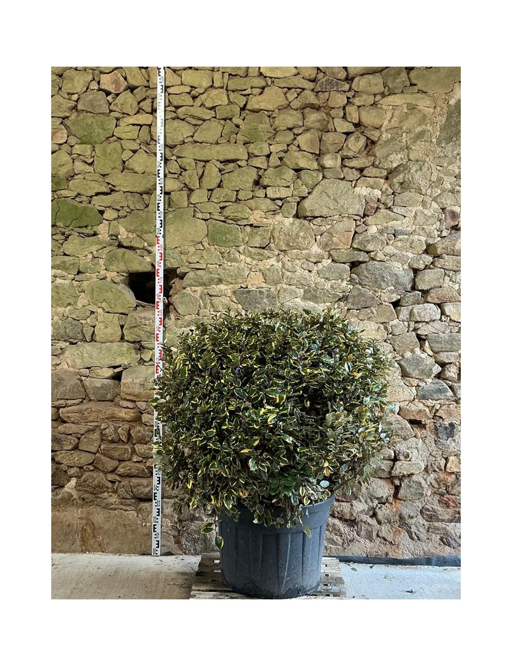 ELAEAGNUS ebbingei VIVELEG® - Chalef panaché