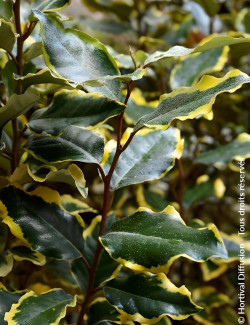 ELAEAGNUS ebbingei VIVELEG® - Chalef panaché