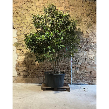 ERIOBOTRYA japonica - Néflier du Japon Pot multi-troncs extra hauteur 275-300 cm