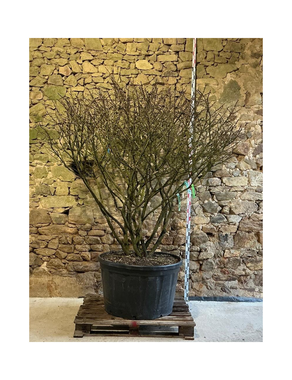 EUONYMUS alatus - Fusain à bois ailé Pot multi-troncs remontés extra hauteur 190-210 cm