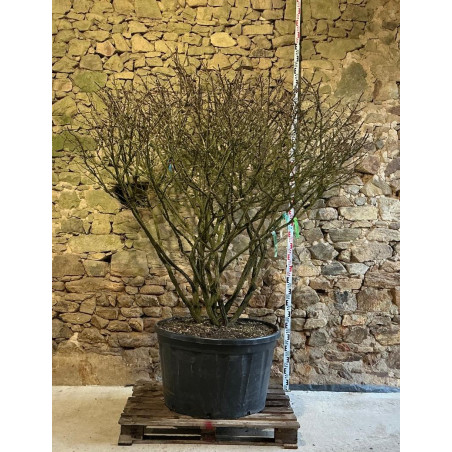 EUONYMUS alatus - Fusain à bois ailé Pot multi-troncs remontés extra hauteur 190-210 cm
