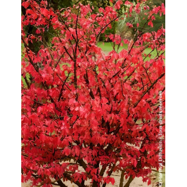 EUONYMUS alatus - Fusain à bois ailé