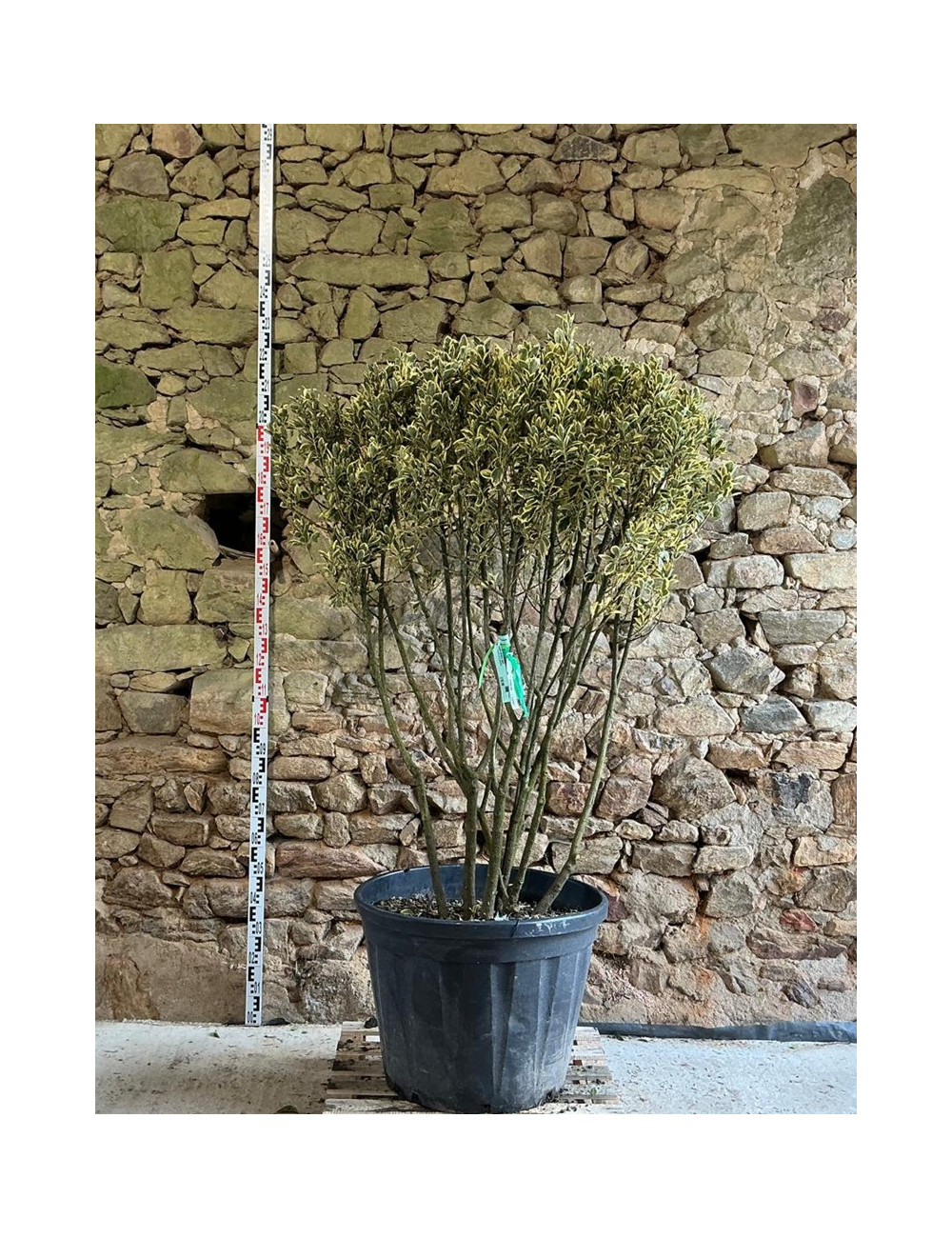 EUONYMUS japonicus BRAVO - Fusain du Japon Pot multi-troncs remontés hauteur 140-160 cm