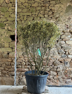 EUONYMUS japonicus BRAVO - Fusain du Japon Pot multi-troncs remontés hauteur 140-160 cm