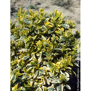 EUONYMUS japonicus BRAVO - Fusain du Japon