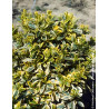 EUONYMUS japonicus BRAVO - Fusain du Japon