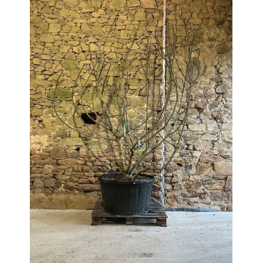 FIGUIER MADELEINE DES DEUX SAISONS - Ficus carica Pot multi-troncs remontés extra hauteur 225-250 cm