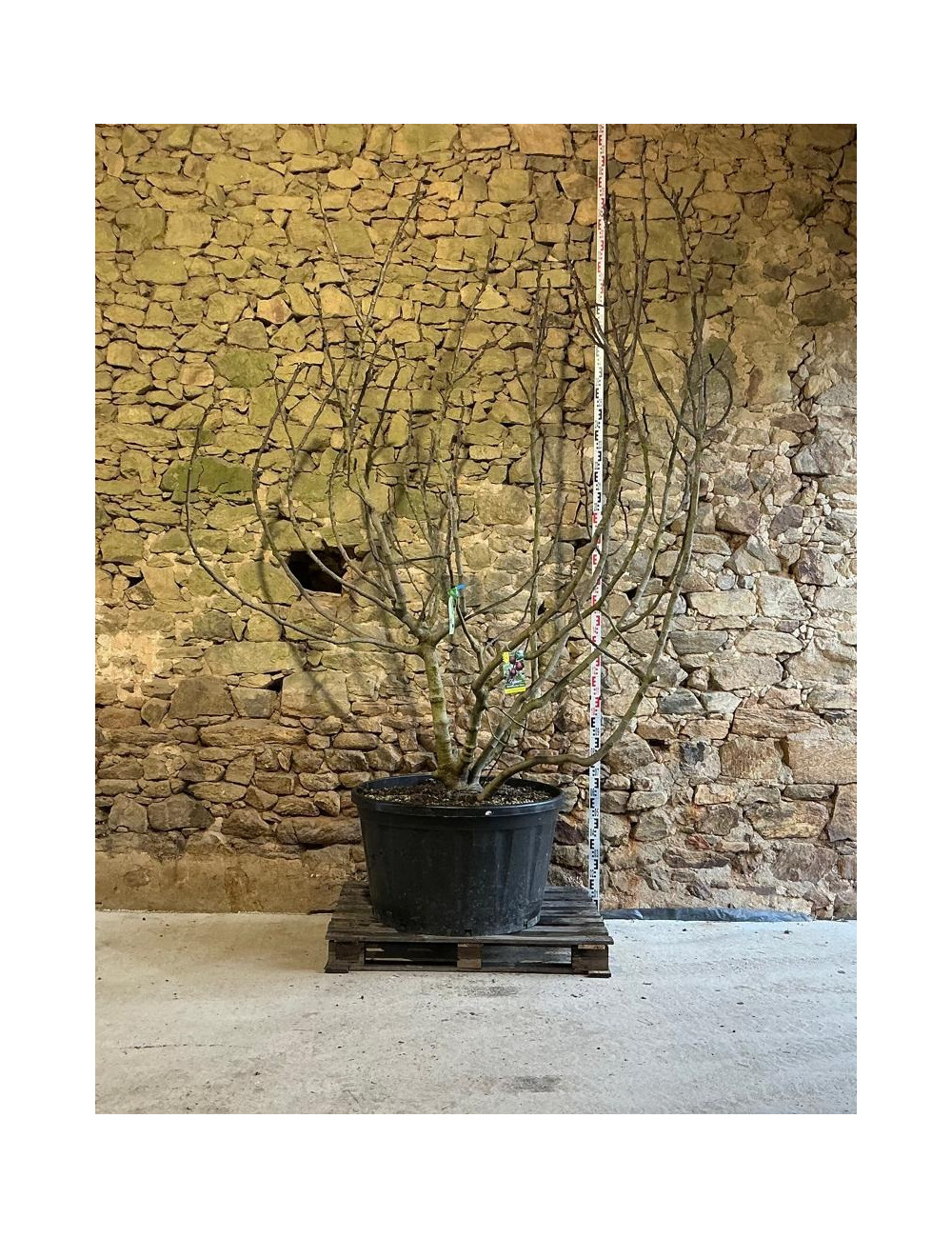 FIGUIER MADELEINE DES DEUX SAISONS - Ficus carica Pot multi-troncs remontés extra hauteur 225-250 cm