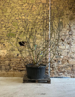 FIGUIER MADELEINE DES DEUX SAISONS - Ficus carica Pot multi-troncs remontés extra hauteur 225-250 cm