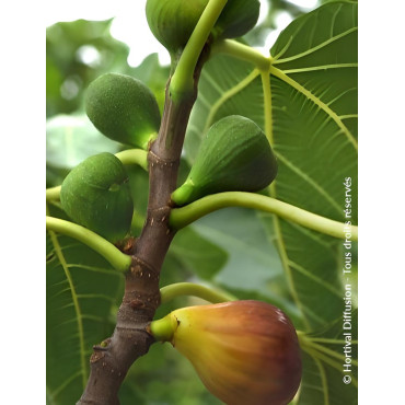 FIGUIER MADELEINE DES DEUX SAISONS - Ficus carica
