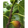 FIGUIER MADELEINE DES DEUX SAISONS - Ficus carica