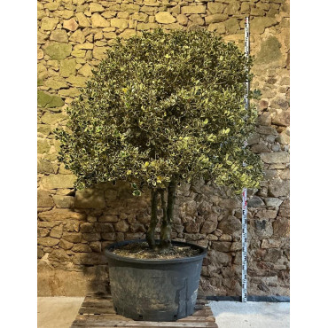ILEX aquifolium ARGENTEA MARGINATA - Houx Pot multi-troncs remontés extra hauteur 190-210 cm