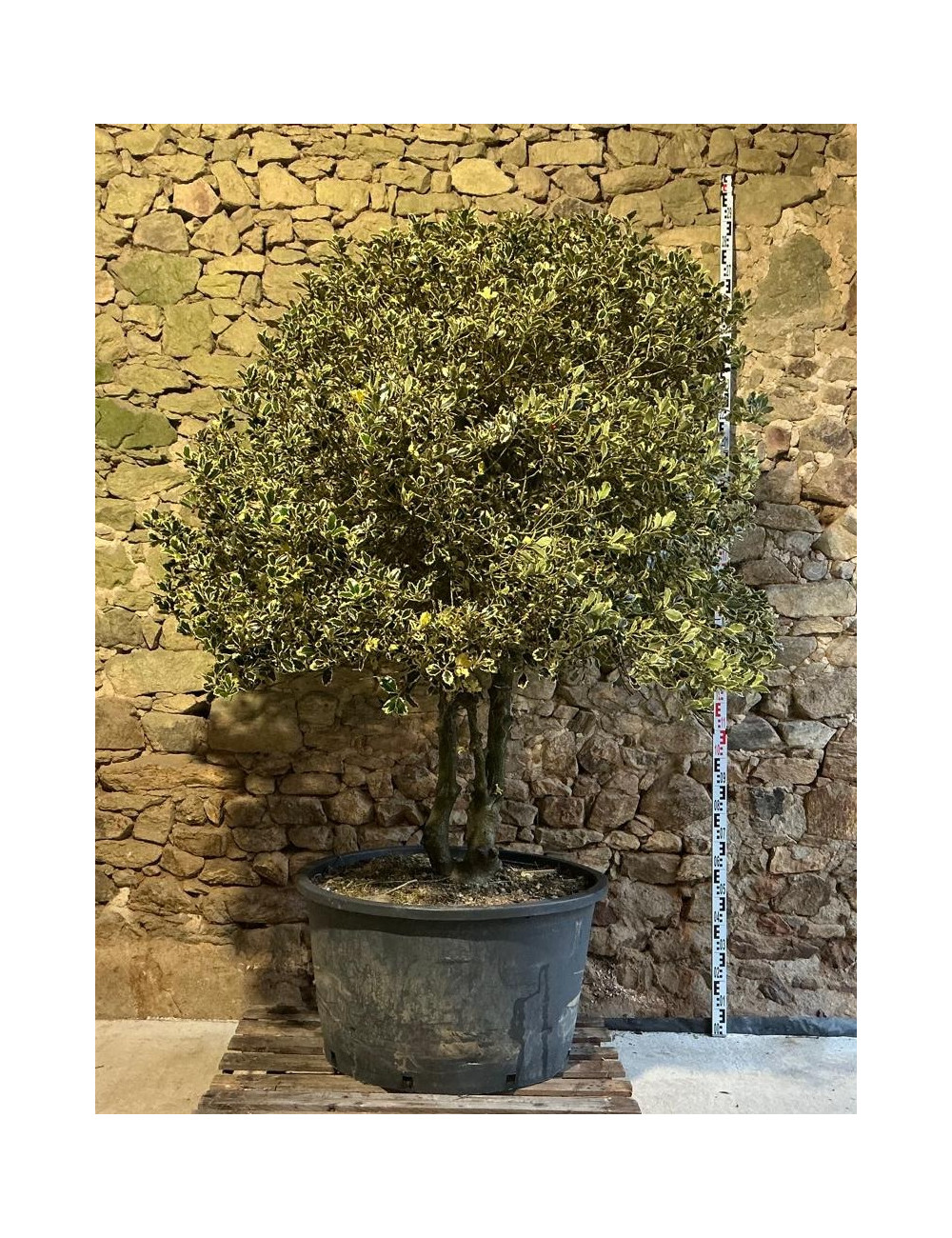 ILEX aquifolium ARGENTEA MARGINATA - Houx Pot multi-troncs remontés extra hauteur 190-210 cm