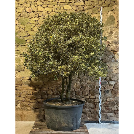 ILEX aquifolium ARGENTEA MARGINATA - Houx Pot multi-troncs remontés extra hauteur 190-210 cm