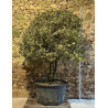 ILEX aquifolium ARGENTEA MARGINATA - Houx Pot multi-troncs remontés extra hauteur 190-210 cm
