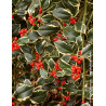 ILEX aquifolium ARGENTEA MARGINATA - Houx