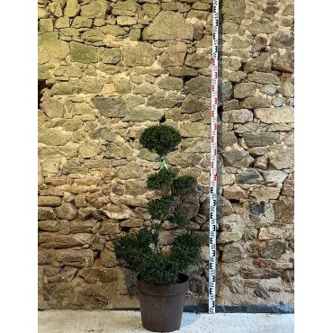 ILEX crenata KINME - Houx crénelé ou houx japonais Pot bonsaï hauteur 100-110 cm