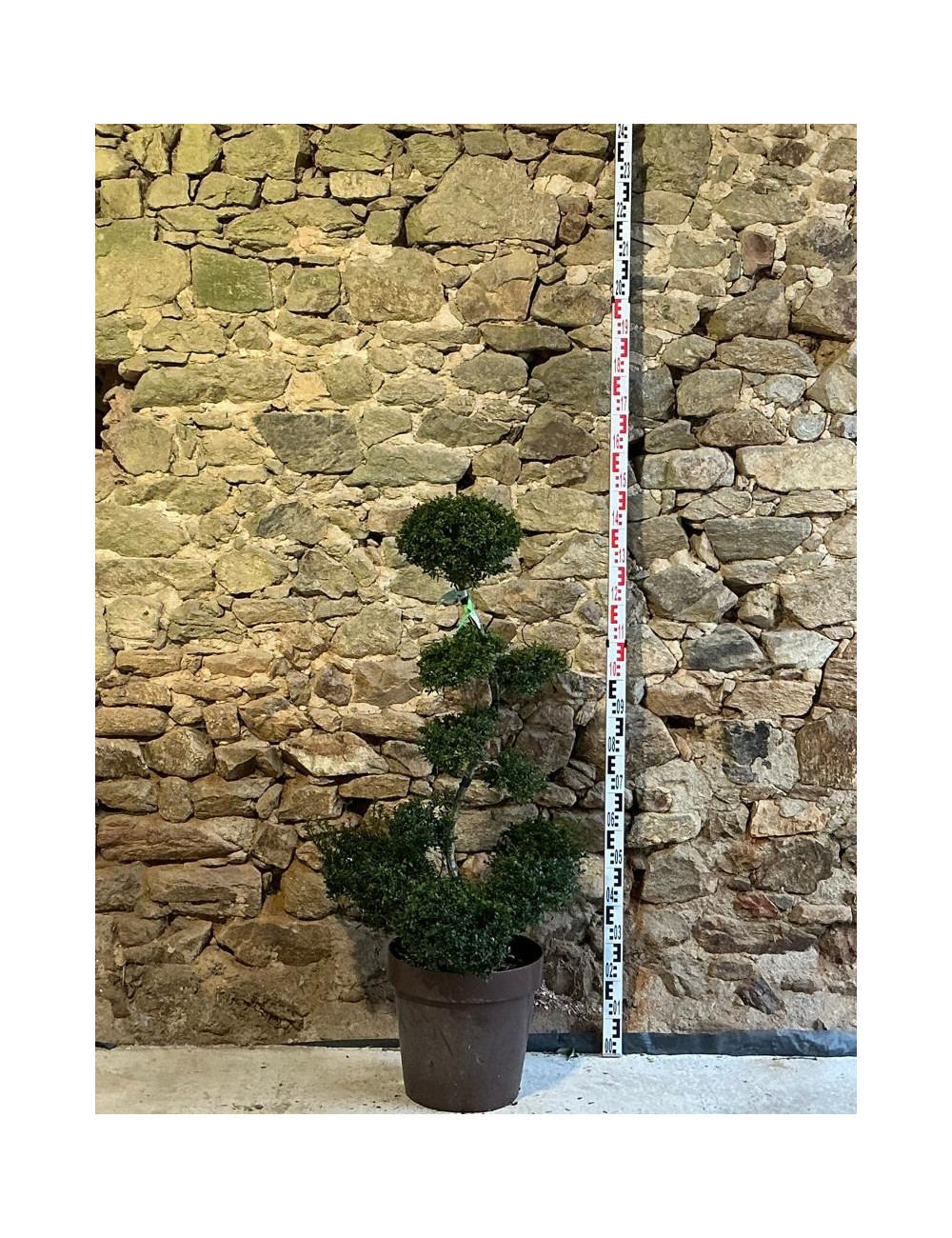 ILEX crenata KINME - Houx crénelé ou houx japonais Pot bonsaï hauteur 100-110 cm