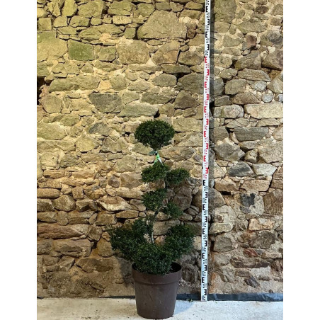 ILEX crenata KINME - Houx crénelé ou houx japonais Pot bonsaï hauteur 100-110 cm