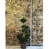 ILEX crenata KINME - Houx crénelé ou houx japonais Pot bonsaï hauteur 100-110 cm