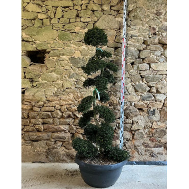 ILEX crenata KINME - Houx crénelé ou houx japonais Pot bonsaï hauteur 160-180 cm