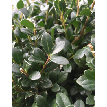 ILEX crenata - Houx