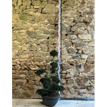 ILEX crenata - Houx Pot pompons hauteur 080-090 cm