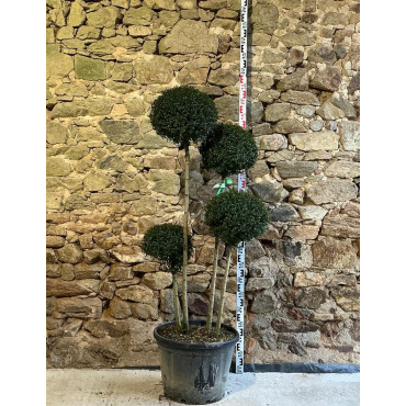 LIGUSTRUM delavayanum - Troène du Yunnan ou Troène à petites feuilles Pot pompons 4 boules hauteur 140-150 cm