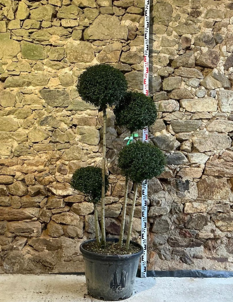 LIGUSTRUM delavayanum - Troène du Yunnan ou Troène à petites feuilles Pot pompons 4 boules hauteur 140-150 cm