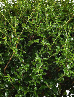 LIGUSTRUM delavayanum - Troène du Yunnan ou Troène à petites feuilles