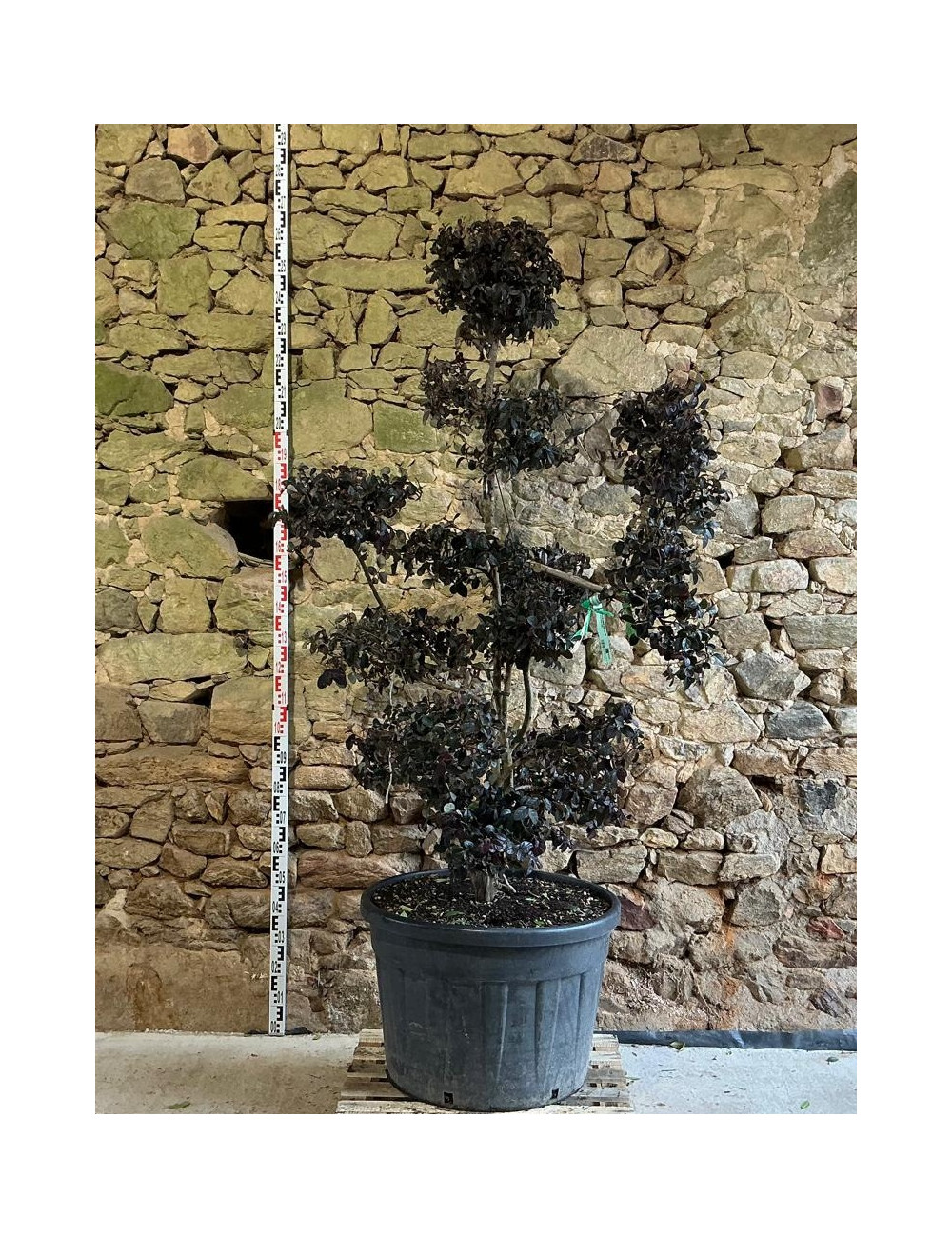 LOROPETALUM chinense BLACK PEARL - Loropétale de Chine Pot bonsaï hauteur 180-200 cm