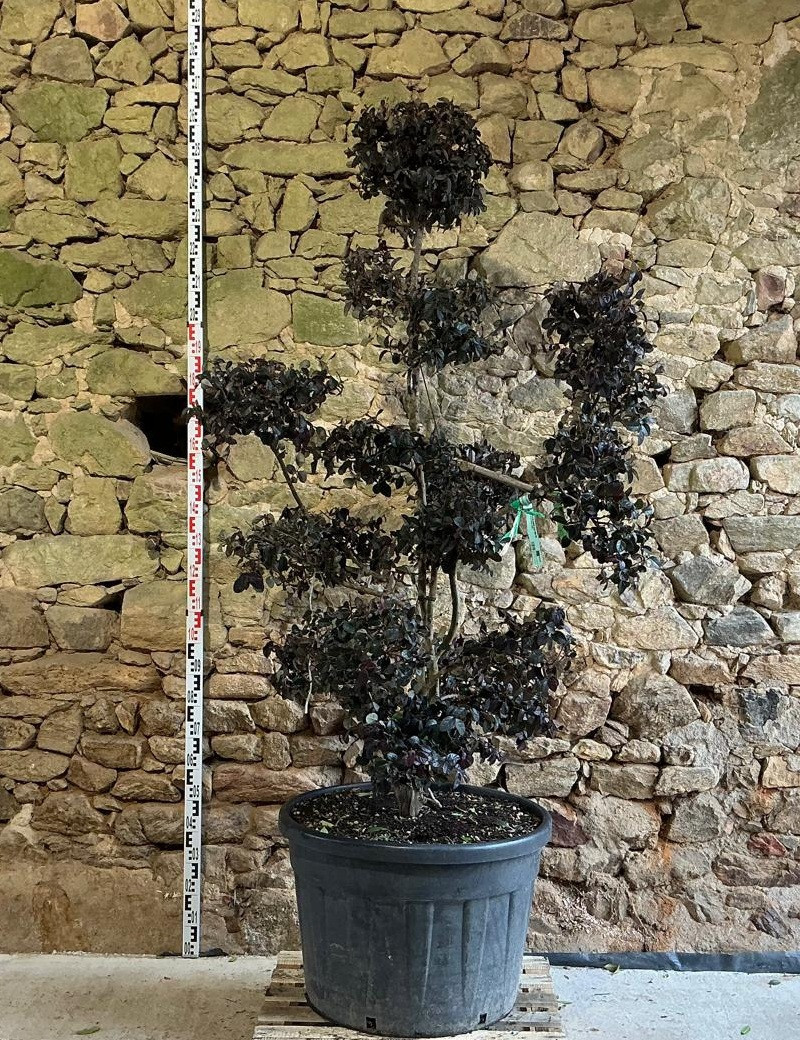 LOROPETALUM chinense BLACK PEARL - Loropétale de Chine Pot bonsaï hauteur 180-200 cm